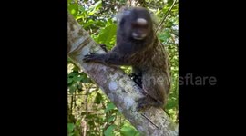 Feeding cute monkeys in Tijuca Park, Brazil