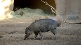Critically endangered warty pigs learn the skills to survive within a zoo