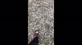 Hail no! Pakistan pelted with heavy hail storm