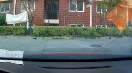 Husband trips and falls on bushes while helping wife park car