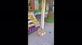 Cute cat trying to ask his mom to buy him candies