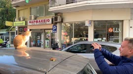 Traffic control cat in Greece