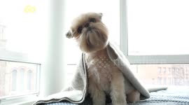 The Meaning Behind Your Dog’s Adorable Head Tilt