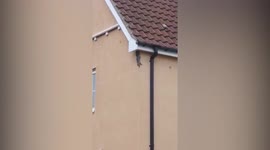 Acrobatic 'spider squirrel' defies gravity as it climbs SIDEWAYS along a house