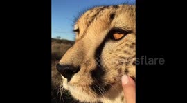 Adorable moment cheetah gets lovingly petted and purrs in South African park