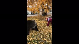 Playful bear plays with autumn leaves with its owner