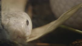 What's the Difference Between Albinism and Leucism? This Monocled Cobra Has the Answer