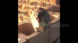 Funny animal-hyrax, Simon's Town, South Africa