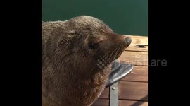 Funny fur seal scared tourists, Cape Town, South Africa