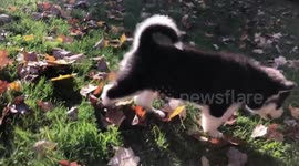 Puppy Heaven is  cuddling with cute Alaskan Malamute Puppies and feeling their love