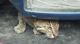 Officers rescue beautiful wildcat found hiding in home in northeastern India