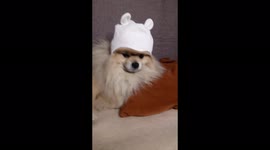 A dog in a hat, cute video from Mogilev, Belarus