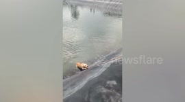 Stray dog rescued after falling into reservoir in Thailand