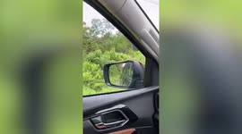 Snake slithers onto moving car’s side mirror in Thailand