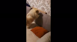 Dog cleans sofa, Mogilev, Belarus