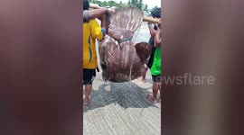 Fisherman carry enormous 340lb grouper fish ashore in the Philippines