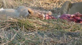 leones comiendo cebra