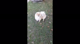 Cute pomeranian walks on two paws, Mogilev, Belarus