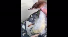 A duck released into the wild accelerates to 120 km/h