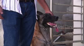 Gaza resident turns his hobby into a profession by becoming dog trainer