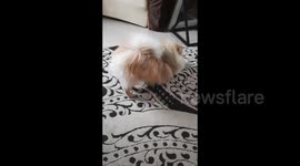 Dog stretches gracefully, Mogilev, Belarus