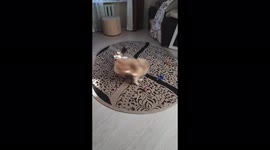 Active games of a pomeranian with a cat, Mogilev, Belarus