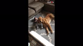 4-month-old baby boy lovingly snuggling with golden retriever is the cute you need today