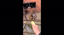 The monkey got very angry that he was not given a banana