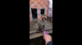 The monkey is angry that she was not given candy for a long time