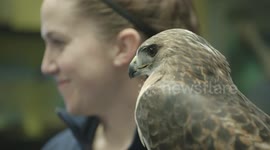 A falcon, a snake and an owl: Meet the animals who made miraculous recoveries