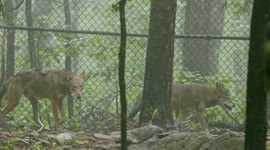 The red wolf is the most endangered canid in the world