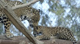 Jaguar cub explores habitat with mom