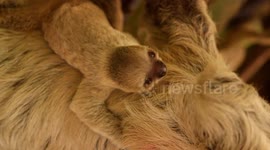 Adorable moment TWO-TOED baby sloth is born – surprising zookeepers with incredibly speedy birth