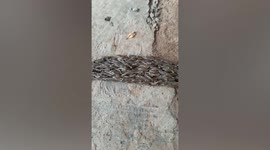 Bizarre ‘alien worms’ form wriggling mass in Thailand