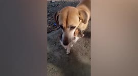 Kind dog adopts abandoned kitten in the Philippines