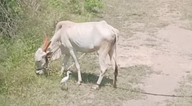 Cow is enjoying heron's company while eating grass.
