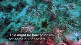 Sea cucumber feeding with its feeding feathers and tentacles