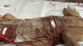 'Severely injured monitor lizard gets treated and nursed back to health '