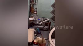 Naughty kittens give themselves a fright by stepping on electric piano keys