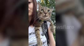 Meet the polydactyl cat who has paws that look like HUMAN HANDS