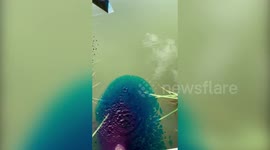 UK family dye ponds BLUE to hide fish from predators