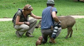 pumba, facocero interactuando con turistas en uganda