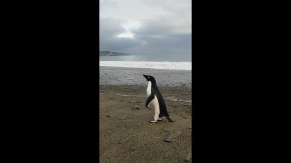 'Pingu' the lost Antarctic penguin swims 3,000km to New Zealand