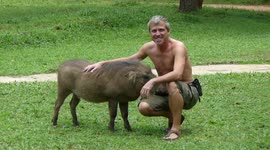 Friendly warthog seems content as tourists pet and stroke it in Uganda