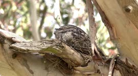 Meet Tawny Frogmouths – the world’s most Instagrammable bird.
