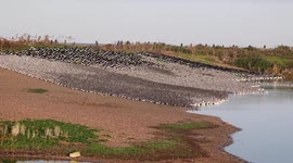 90,000 birds flock to mudflats in Norfolk to feed after migrating from Iceland