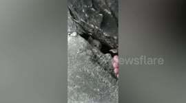 Kind passerby rescues kitten stuck under pavement in the Philippines