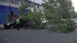 Strong wind in Baku, Azerbaijan caused tree falling on cars