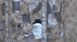 A tiny, bald Willie Wagtail chick nearly chokes on its lunch!
