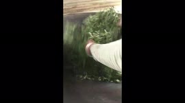Vietnamese woman using her bare hands to dry tea leaves on a hot pan